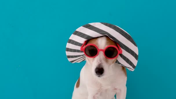 Vicces engedelmes kis Jack Russell Terrier kutya nagy kalap karimával - Felvétel, videó