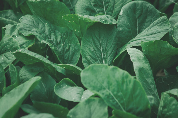 Sahada hardal yeşillikleri, hardal yeşillikleri besin değeri yüksek. Gözlerinin ışıldamasına yardımcı olur.. - Fotoğraf, Görsel