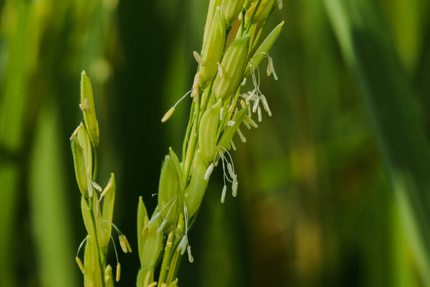 Grain de riz dans les rizières, le riz est une céréale que la population mondiale consomme comme un aliment important
. - Photo, image