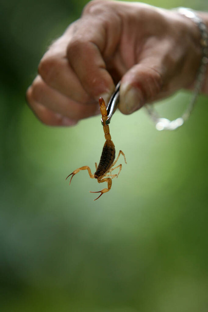 2011年6月16日ブラジル・バイーア州イタブナ市ジャカナ地区でサソリの虫を飼っている男.  - 写真・画像