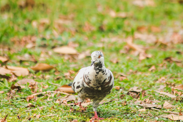 White pigeons walking on the lawn, Gray pigeons walking on the lawn - Фото, изображение