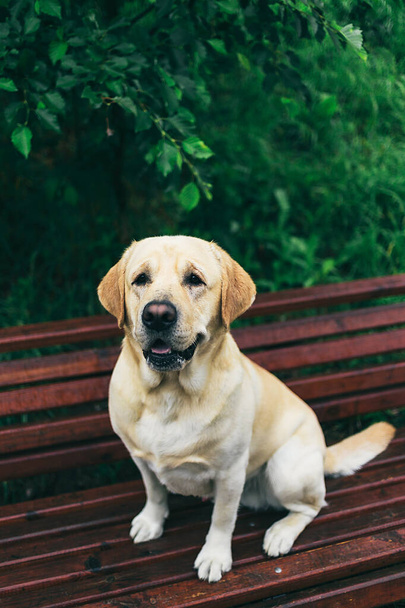 Loyal purebred dog in collar sitting on bench near green grass and bush on summer day in park - Фото, зображення