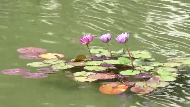 Trzy różowe loto kwiaty wody - Materiał filmowy, wideo