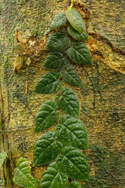 Tropical climbing creeper with dark green leaves grows trunk of a huge tree Ficus Variegata. Creeper parasites on the bark of a tree in a tropical jungle on Bali Island, Indonesia. Natural background. - Photo, Image
