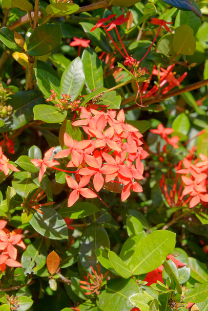 West Indian Jasmine - Ixora is a genus of flowering plants in the family Rubiaceae. It is the only genus in the tribe Ixoreae. - Photo, Image