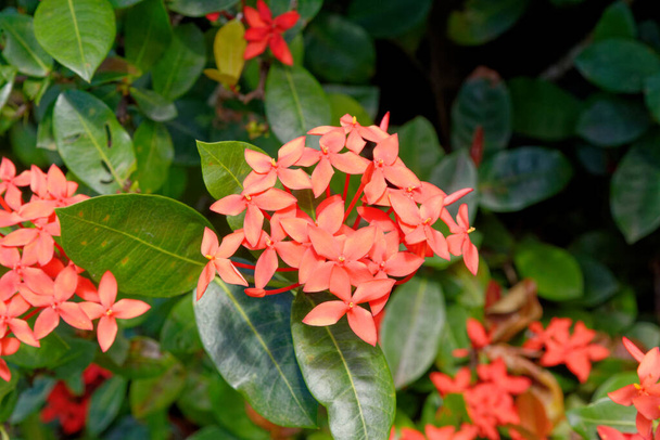 West Indian Jasmine - Ixora is a genus of flowering plants in the family Rubiaceae. It is the only genus in the tribe Ixoreae. - Photo, Image