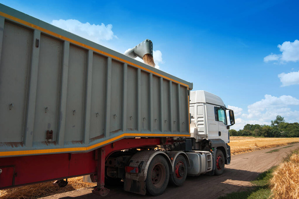 der Mähdrescher schüttet Getreide in die Karosserie des Lastwagens, - Foto, Bild