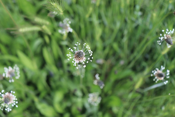 The flowering heads of ribwort plantain, Plantago lanceolata. Several inflorescences in the grass, ribwort plantain is also a traditional medicinal plant. - Photo, Image