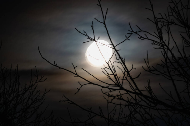 Noche de luna grande en el cielo crepuscular con hermosa iluminación. La luminaria celestial ilumina la noche a través de las ramas sin hojas de los árboles altos y se pueden ver las fabulosas siluetas entrelazadas
 - Foto, imagen