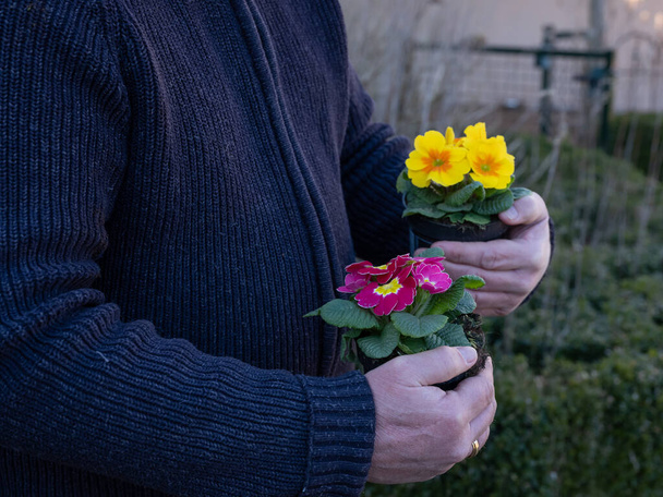 Ältere Männer händigen Plastiktüten mit rosa und gelben Primeln aus. Gelbe und rosa Primel Primula Vulgaris. Country Garden Primeln Blumen, Frühling, Fokus auf rosa Blumen - Foto, Bild