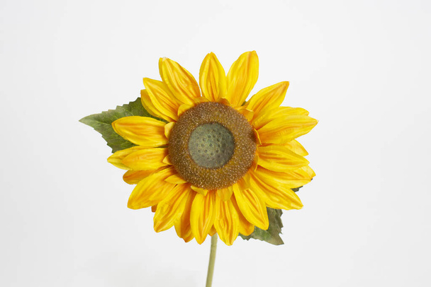 Keltaiset auringonkukat puutarhassa - Valokuva, kuva