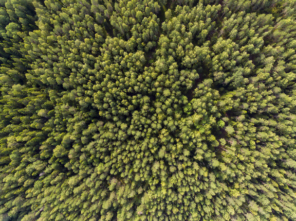 Épinettes sauvages en forêt en été à partir d'une hauteur en Carélie
 - Photo, image