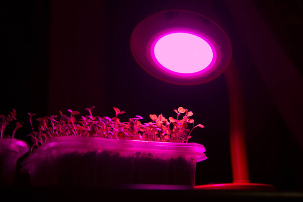 Różowe kolorowe żarówki LED źródła światła dla młodych roślin rosną szybciej lub gdy brakuje światła na zewnątrz. Przestrzeń kopiowania. - Zdjęcie, obraz