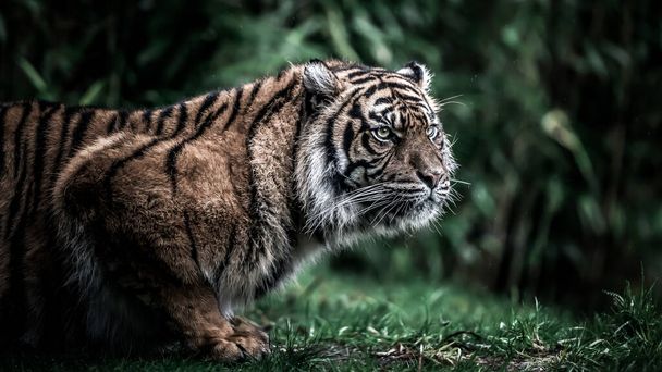 Tigre espera pacientemente por sua presa
 - Foto, Imagem