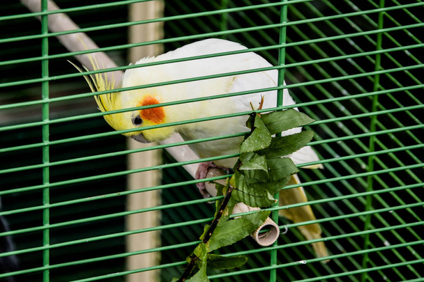 Lonely and sad parrot sitting isolated in cage - Photo, Image