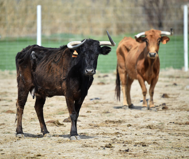 スペインのスタッド・ファームの若い雄牛が - 写真・画像
