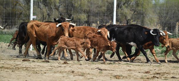 スペインのスタッド・ファームの若い雄牛が - 写真・画像