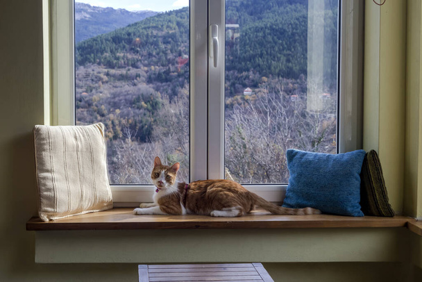 Aranyos, játékos, hazai fehér-piros macska fekszik egy ablakpárkányon, kilátással a hegyekre egy közeli szobában - Fotó, kép