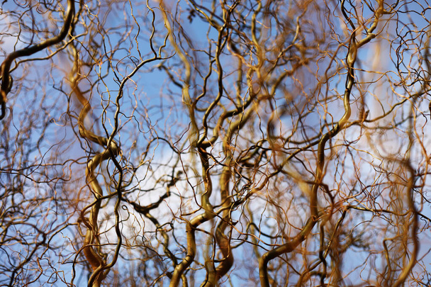 Κομψά κλαδιά σγουριού δέντρου σε φόντο γαλάζιου ουρανού με σύννεφα. επιλεκτική εστίαση. - Φωτογραφία, εικόνα