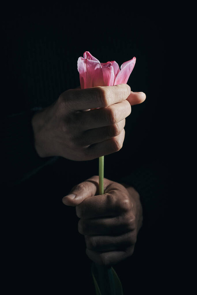 closeup of a man grabbing a beautiful pink tulip in his hands against a black background - Zdjęcie, obraz