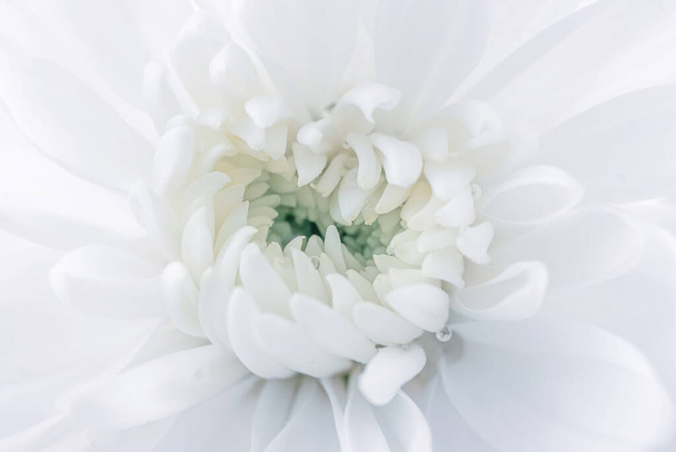 水滴付きの白い菊、詳細なマクロ写真。光のイメージ、結婚式、休日、誕生日、母の日、春、夏の概念。コピースペース. - 写真・画像