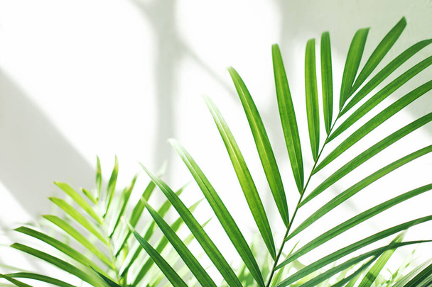 Крупним планом зелене свіже тропічне листя долоні з віконними тінями на фоні білої стіни. Концепція інтер'єру міських джунглів
.  - Фото, зображення
