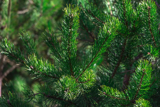 Spruce branch. Beautiful spruce branch with pine needles. Christmas tree in nature. Spruce green. Spruce closeup. - Photo, Image