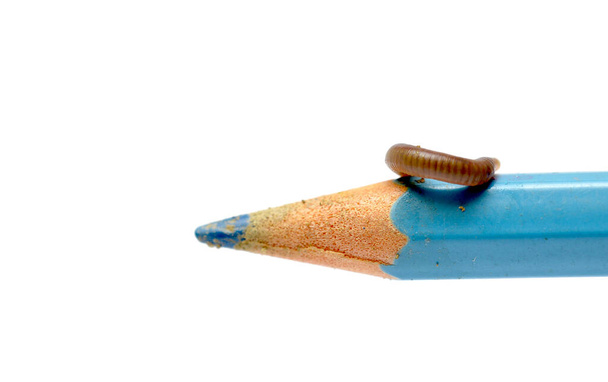 gusano de la oreja en un lápiz azul
 - Foto, imagen