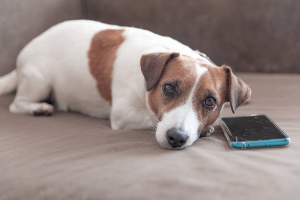 小さなかわいい犬ジャック・ラッセル・テリアソファの上にスマートフォンを寝そべってカメラを覗き込む。犬が呼び出しを待ってる. - 写真・画像