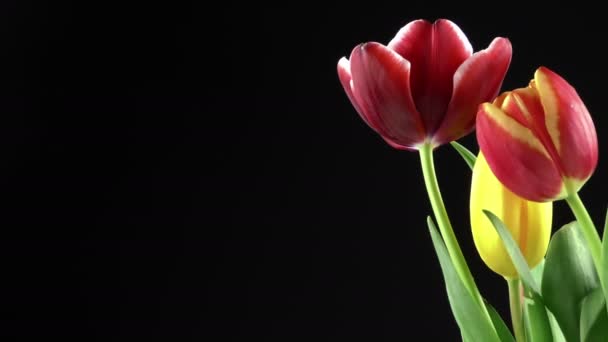 tulips on black background - Footage, Video