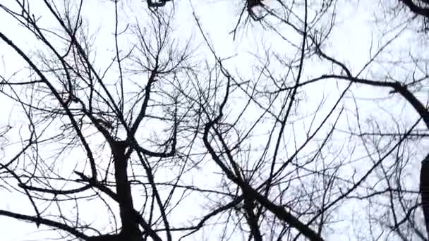 Branches of trees against the background of the sky. Shooting in the spring. - Video