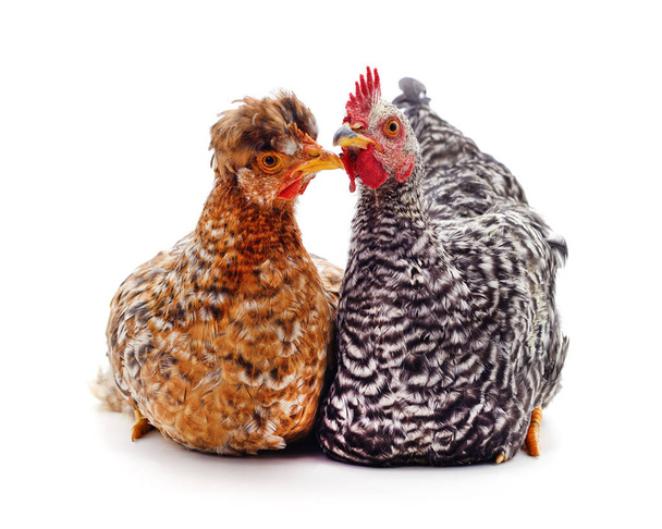 Rooster and hen isolated on a white background. - Foto, imagen