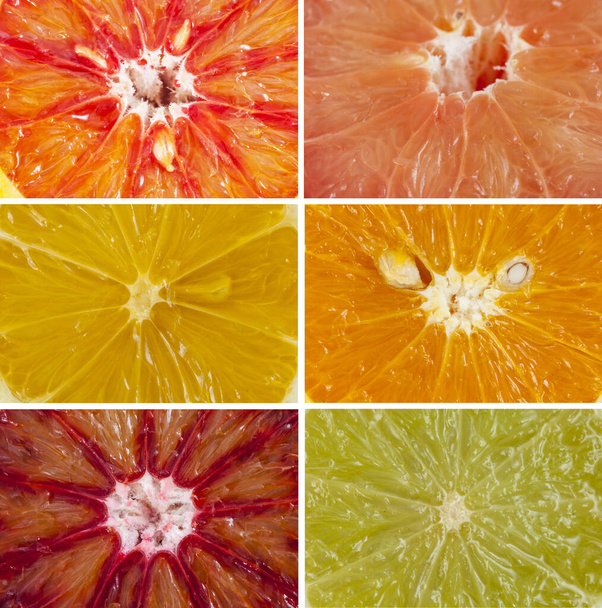 Set of the citrus slices macro background - Photo, Image