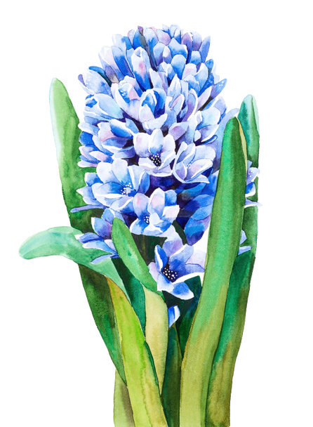 Modrá kvetoucí hyacinth, akvarel ruční práce - Fotografie, Obrázek