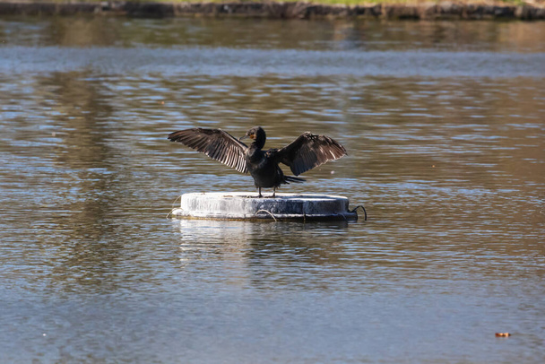 Баклан принимает солнечную ванну, чтобы высушить крылья
 - Фото, изображение