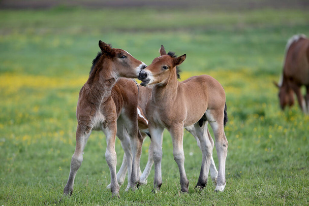 Two brown foals are playing on the meadow - Foto, Imagem