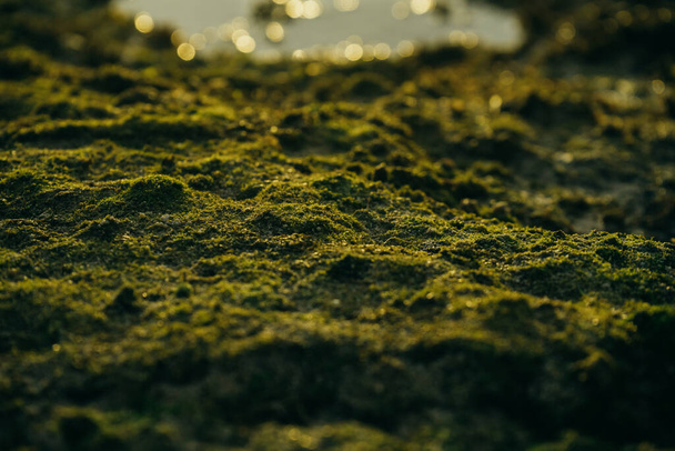 Piękny zielony mech na kamieniach w pobliżu morza - Zdjęcie, obraz