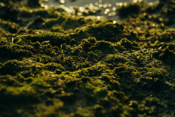Красивий зелений мох на каменях біля моря
 - Фото, зображення