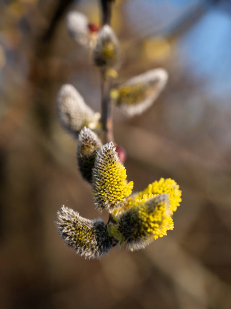 Catkins de floración de álamo a principios de primavera
 - Foto, Imagen