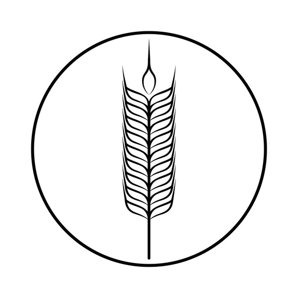 Спікелет зернових культур. Пшениця, жито, рис. Векторне зображення ізольовано на білому тлі
. - Вектор, зображення