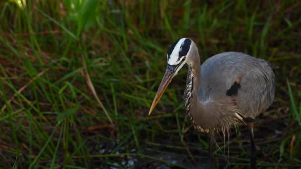 Heron bereidt zich voor op jacht naar voedsel in Everglades - Video