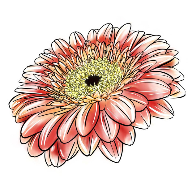 Waterkleur rode gerbera bloem geïsoleerd op witte achtergrond - Foto, afbeelding