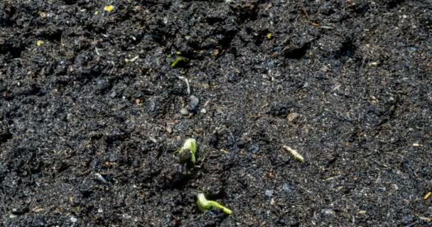 Germogli di cetriolo germogli da terra, time lapse, macro - Filmati, video