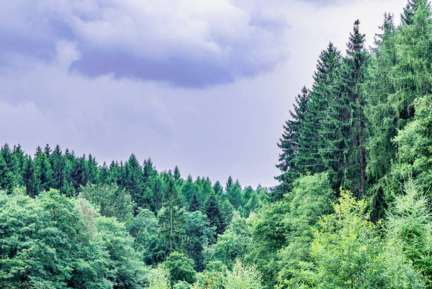 An image of vivid green pine tree tops against a cloudy sky - Фото, зображення