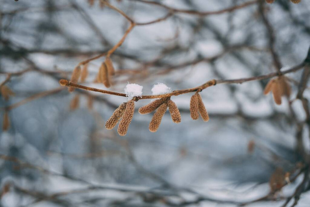 A closeup shot of a dry tree branch covered with snow on a blurred background - Фото, изображение
