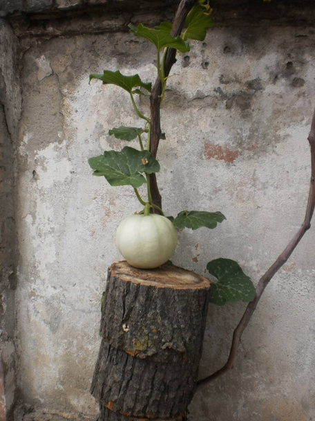 Una pequeña calabaza ha crecido sobre un tronco de árbol aserrado
 - Foto, imagen