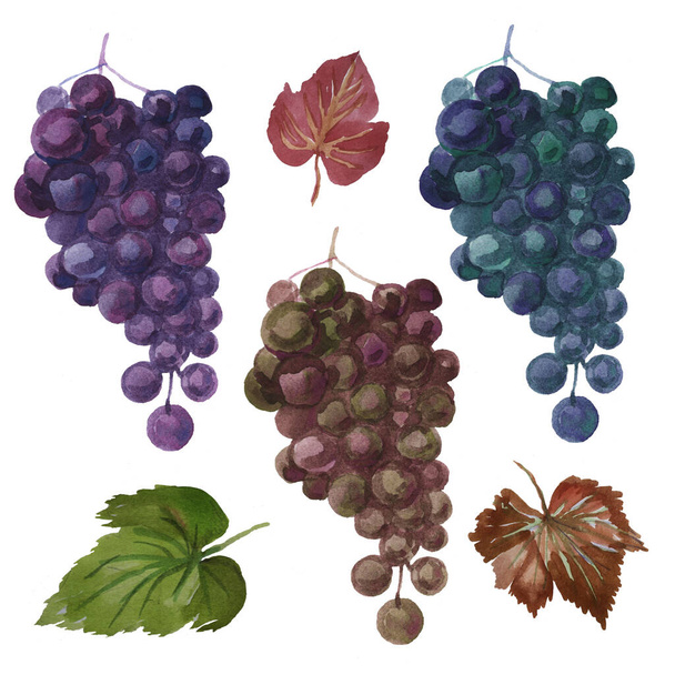 Grapes pattern set watercolor fruit exotic fruits bunch leaves watercolor on a white background - Photo, Image