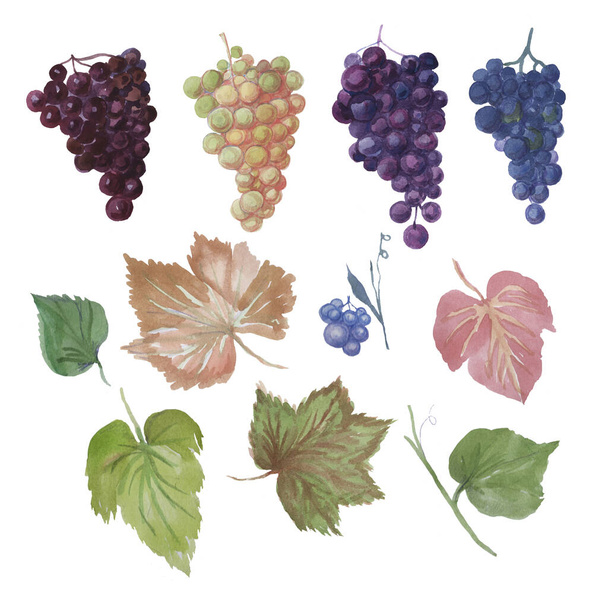 Grapes pattern seamless watercolor fruit exotic fruits bunch leaves watercolor - Photo, Image