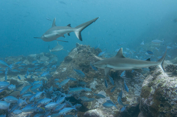 Tiburones arrecifes grises (Carcharhinus amblyrhynchos) nadando en el templo de rocas de Marianne Island Seychelles
 - Foto, imagen