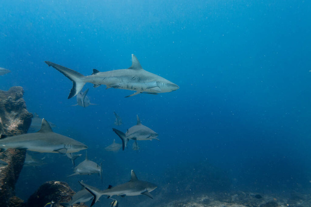 マリアンヌ島の岩の寺院セイシェルで泳ぐ灰色のサンゴ礁のサメ(チャリノスAmblythrinchos) - 写真・画像